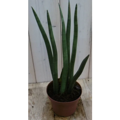 Afbeelding van Kamerplant Vrouwentong Sansevieria 50 cm Warentuin Natuurlijk