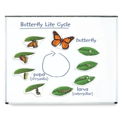 Afbeelding van Learning Resources Giant Magneetisch Vlinder Levenscyclus Kit