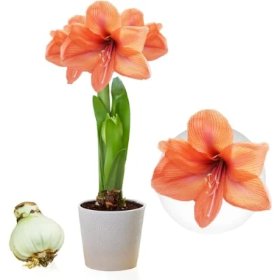 Afbeelding van Amaryllis Orange Passion Bol, 1 bol in groot formaat 26/30, Exclusieve bloembollen, planten en bloemen uit Nederland, Echte Hippeastrum bollen (geen zaden, niet was kunstmatig)