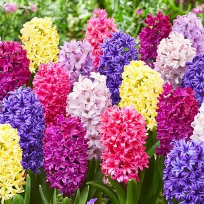 Afbeelding van Dutch Bulbs Hyancint &#039;Budget Mix van 3 soorten&#039; Bloembollen 15 stuks Meerkleurig