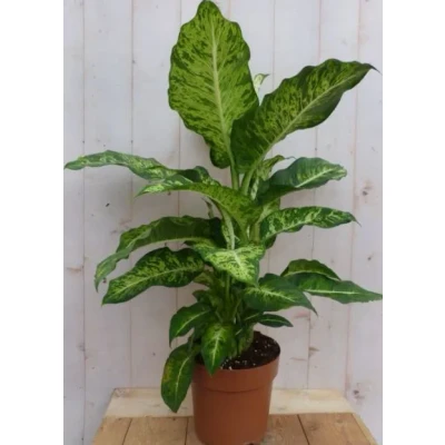 Afbeelding van Kamerplant Dieffenbachia groot 100 cm Warentuin Natuurlijk