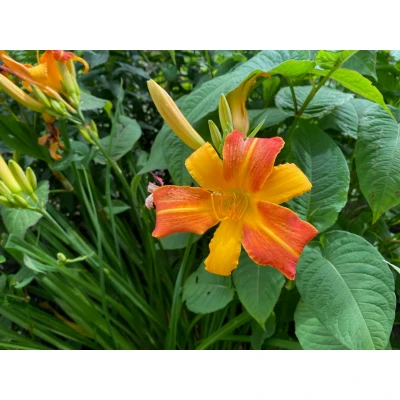 Afbeelding van Daglelie Hemerocallis &#039;Frans Hals&#039;
