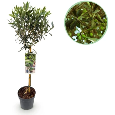 Afbeelding van Tuinplantenshop.com Olea Europaea Plant op stam Terras Bladhoudend Weinig Onderhoud Ø19cm 80 90cm hoog Tuinplant