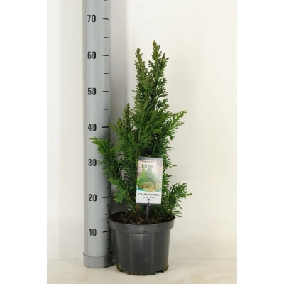 Afbeelding van Chamaecyparis obtusa draht 55 cm Warentuin natuurlijk