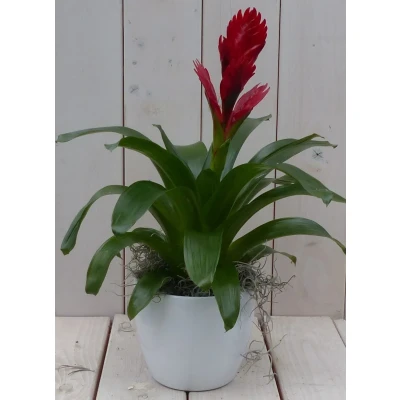 Afbeelding van Bromelia witte pot 30 cm Warentuin Natuurlijk