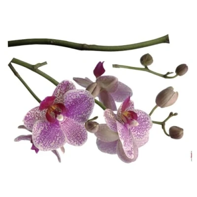 Afbeelding van Komar Wandfolie Orchidee