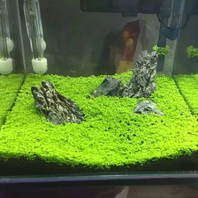Afbeelding van Aquarium Plant Zaden Water Gras Decor Tuin Voorgrond voor Planten S
