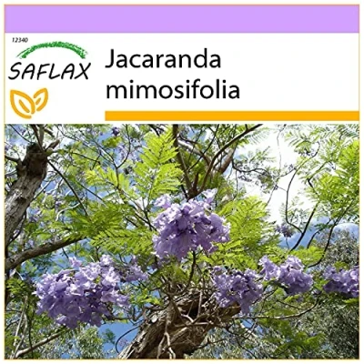 Afbeelding van SAFLAX Jacaranda 50 Zaden mimosifolia
