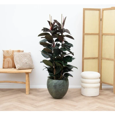 Afbeelding van Ficus Elastica Robusta struik 150cm