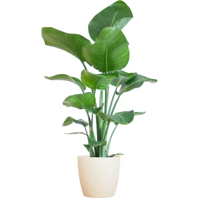 Afbeelding van Plantenboetiek.nl Strelitzia Nicolai met Viber pot wit Ø21cm 80cm hoog Kamerplant Groenblijvend