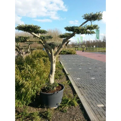 Afbeelding van Olijfboom Olea stamhoogte 40 cm en boomhoogte 240 de Luxe Warentuin Natuurlijk