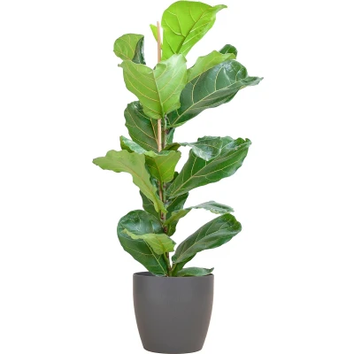 Afbeelding van Cadeauplanten.nl Ficus Lyrata met Viber pot grijs Ø21cm 80cm hoog Kamerplant Groenblijvend