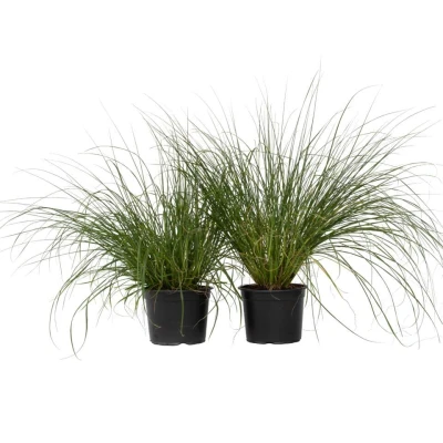Afbeelding van Pennisetum alopecuroides Set van 2 Siergras Pot 23cm Hoogte 20 30cm
