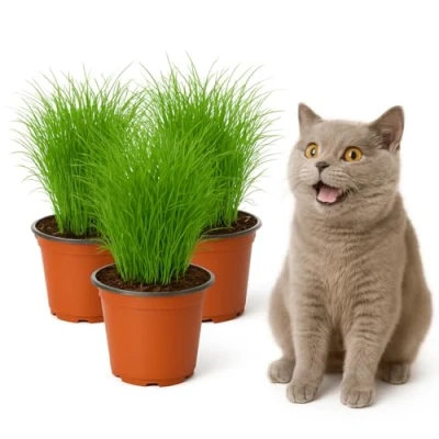 Afbeelding van mgc24® Kattengras Cyperus zumula in 12 delige pot ca. 20 cm hoog set van 3