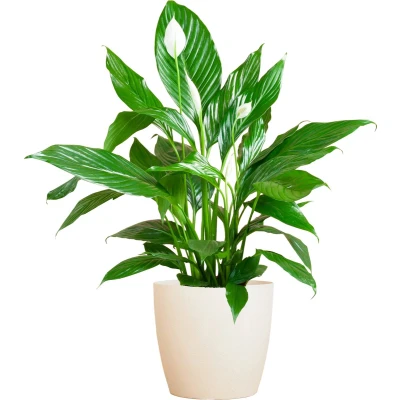 Afbeelding van Cadeauplanten.nl Spathiphyllum met Viber wit Ø21cm 80cm hoog Kamerplant Groenblijvend