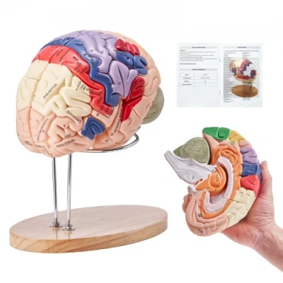 Afbeelding van VEVOR model van het menselijk brein, anatomieonderwijs, hersenmodel, 4 delen, gelabeld, 2 keer vergroot