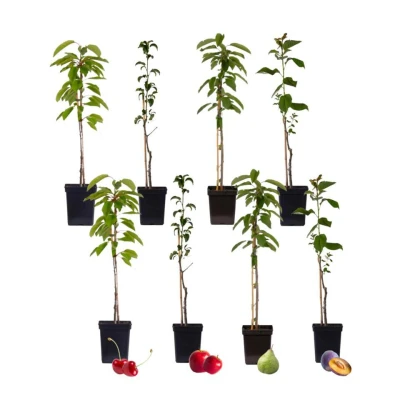 Afbeelding van Fruitbomen Mix van 8 Prunus Pyrus Malus Pot 9cm Hoogte 60 70cm