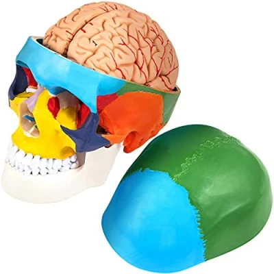 Afbeelding van VEVOR Menselijk Schedel Model, PVC Anatomisch 15x15x20 cm Hersenen 8 Delen 1:1 Levensgroot Hoofd Skelet Schedel, Menselijke Onderwijs Onderzoek