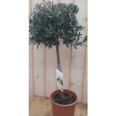Afbeelding van Olijfboom Olea 100 cm Warentuin Natuurlijk