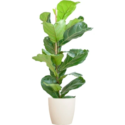Afbeelding van Plantenboetiek.nl Ficus Lyrata met Viber pot wit Ø21cm 80cm hoog Kamerplant Groenblijvend