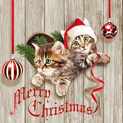 Afbeelding van Curious Kittens