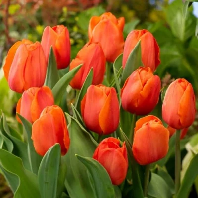 Afbeelding van Dutch Bulbs Tulpen &#039;Single &quot;Orange Passion&quot;&#039; Bloembollen 25 stuks Oranje