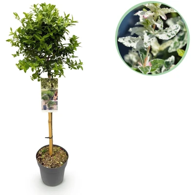 Afbeelding van Green boutiQ Tuinplant Euonymus fortunei Harlequin Plant op stam Terras Bladhoudend Weinig Onderhoud Pot 19cm Hoogte 90cm