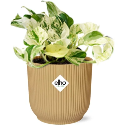 Afbeelding van Plantenboetiek.nl Epipremnum Pinnatum Happy Leaf in ELHO Vibes Fold geel Ø14cm 20cm hoog Kamerplant Groenblijvend