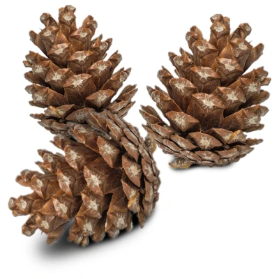 Afbeelding van Back Zoo Nature Forest Pine Cones Natuurlijk Speelgoed 6 stuks