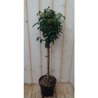 Afbeelding van Japanse kardinaalsmuts Euonymus &#039;Marieke&#039; donkergroen
