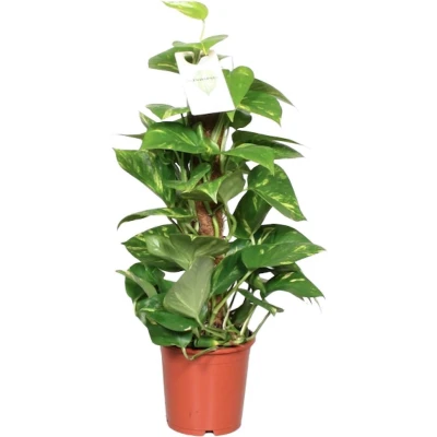 Afbeelding van Plantenboetiek.nl Epipremnum Pinnatum Mosstok Scindapsus Ø15cm 60cm hoog Kamerplant Groenblijvend