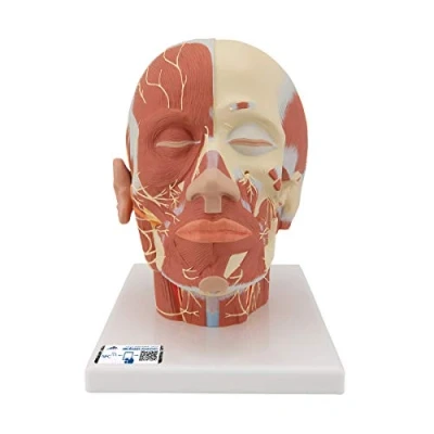 Afbeelding van Hoofdmodel met spieren en zenuwen