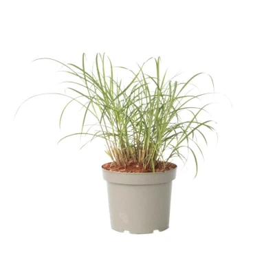 Afbeelding van Miscanthus sinensis Red Chief Winterhard Siergras Pot 23cm Hoogte 40 60cm P23