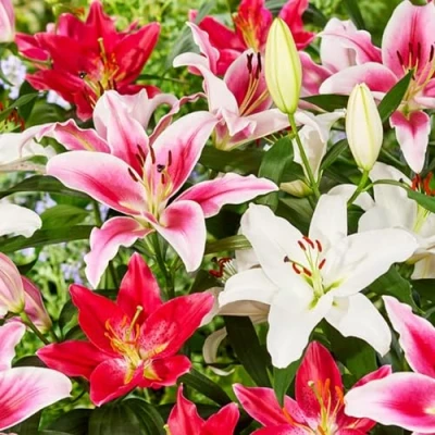 Afbeelding van Dutch Bulbs Oriental Lelie &#039;Mix van 5 soorten&#039; Bloembollen 15 stuks Meerkleurig