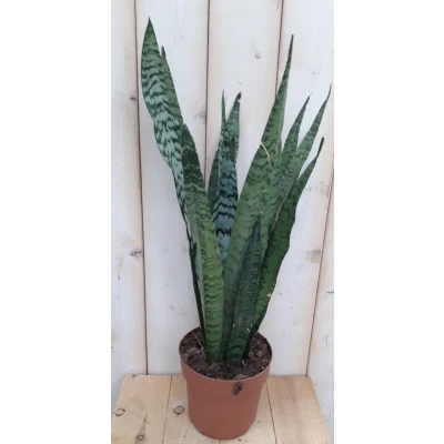 Afbeelding van Kamerplant Vrouwentong Sansevieria donkergroen 50 cm Warentuin Natuurlijk