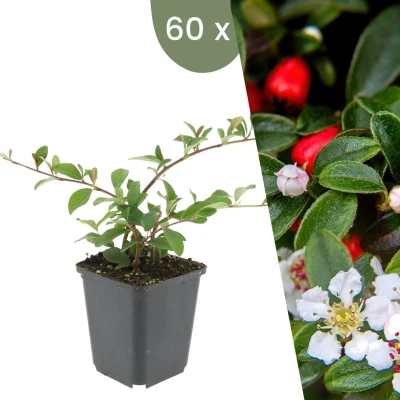Afbeelding van Plants by Frank 60 Dwergmispel planten Cotoneaster dammeri &#039;Major&#039; Winterharde bodembedekker tuinplanten vaste meerjarig