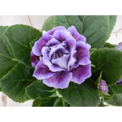 Afbeelding van Kamerplant Gloxinia paars Warentuin natuurlijk