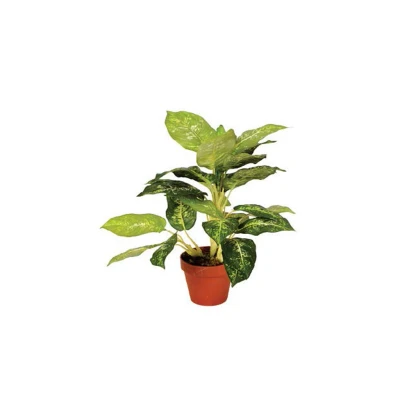 Afbeelding van Intergard Kunstplanten Calathea Luisae 50cm