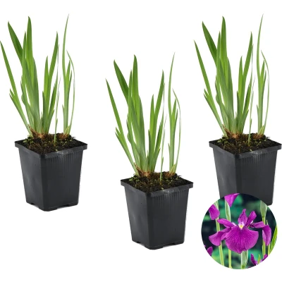 Afbeelding van 3x Iris &#039;Kaempferi&#039; Japanse Vijverplant Winterhard ⌀9 cm 20 30