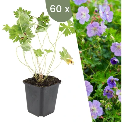 Afbeelding van Plants by Frank 60 Ooievaarsbek planten Geranium &#039;Rozanne&#039; Winterharde bodembedekker tuinplanten vaste meerjarig