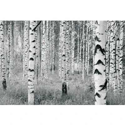 Afbeelding van Komar Vliesbehang Woods