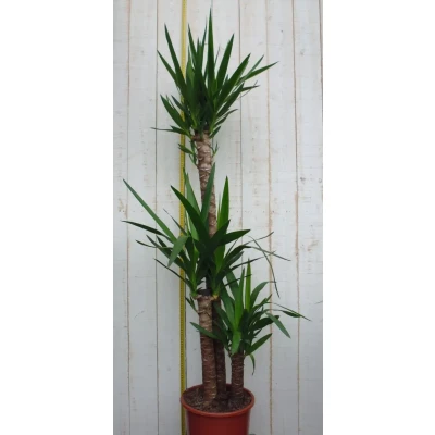 Afbeelding van Kamerplant Yucca 120 cm Warentuin Natuurlijk
