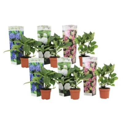 Afbeelding van Hydrangea macrophylla Mix van 6 Hortensia Pot 9cm Hoogte 25 40cm