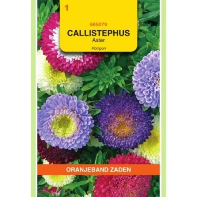 Afbeelding van Callistephus aster pompon gemengd