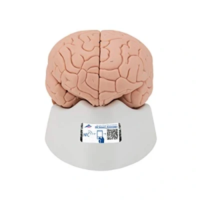 Afbeelding van 3B Scientific Menselijke anatomie model van de hersenen, 2 delig + gratis anatomiesoftware slimme C15