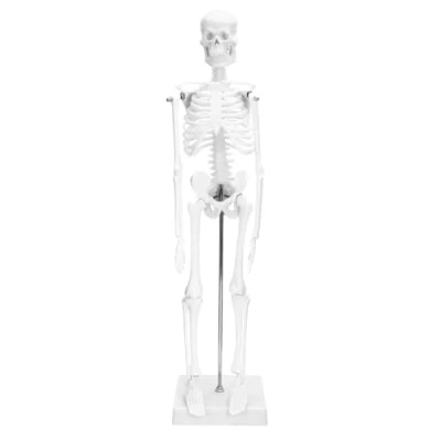 Afbeelding van QWORK® Mini menselijk skeletmodel, 45 cm, anatomisch model van skelet, flexibel, voor medisch onderwijsweergavetool