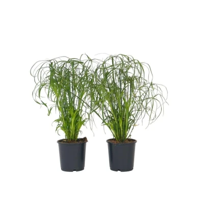 Afbeelding van Cyperus alternifolius Set van 2 Pot 14cm Hoogte 40 50cm