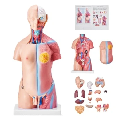 Afbeelding van VEVOR 45 cm uniseks torso anatomie model PVC menselijk lichaam met 23 delen voor medische studenten, artsen en leraren huidskleur