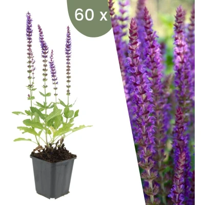 Afbeelding van Plants by Frank 60 Salie planten Salvia nemorosa &#039;Ostfriesland&#039; Winterharde bodembedekker tuinplanten vaste meerjarig