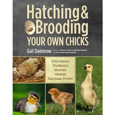 Afbeelding van Hatching And Brooding Your Own Chicks